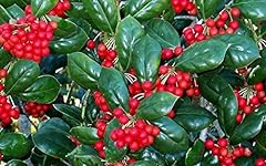 Dwarf burford holly for sale  Delivered anywhere in USA 