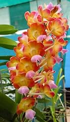 Premium orchids vanda for sale  Delivered anywhere in USA 