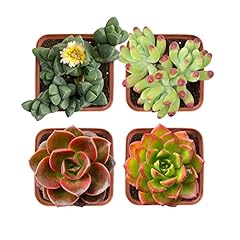 Succulent plants live for sale  Delivered anywhere in USA 