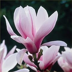 Pianta magnolia soulangeana usato  Spedito ovunque in Italia 