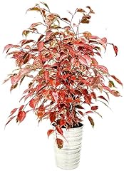 Powers flowers ficus usato  Spedito ovunque in Italia 