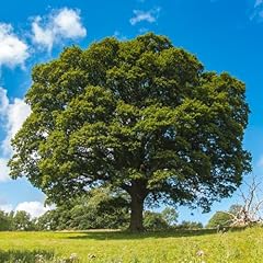 Acquista semi quercia usato  Spedito ovunque in Italia 