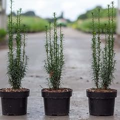 Taxus baccata litfass for sale  Delivered anywhere in UK