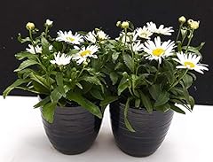 Powers flowers margherita usato  Spedito ovunque in Italia 