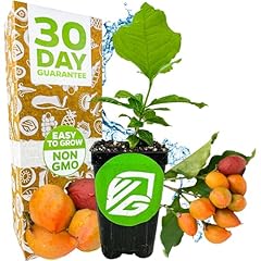Peanut butter fruit for sale  Delivered anywhere in USA 