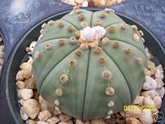 Astrophytum asterias nudun usato  Spedito ovunque in Italia 