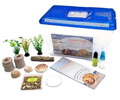 Live hermit crab for sale  Delivered anywhere in USA 