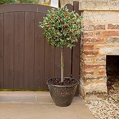 Garden holly tree for sale  Delivered anywhere in UK