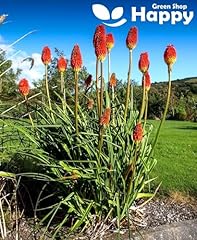 Red hot poker for sale  Delivered anywhere in UK