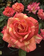 Rose harry wheatcroft for sale  Delivered anywhere in UK