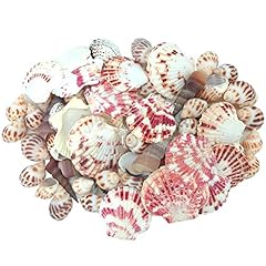 Jzmyxa sea shells for sale  Delivered anywhere in USA 