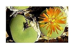 Pcs 10x conophytum for sale  Delivered anywhere in UK