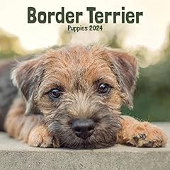 Border terrier puppies for sale  Delivered anywhere in UK