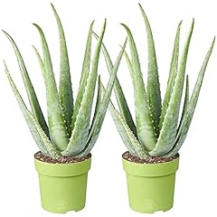Aloe vera plant for sale  Delivered anywhere in UK