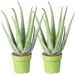 Aloe vera plant for sale  Delivered anywhere in Ireland