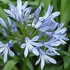 Agapanthus africanus plant for sale  Delivered anywhere in UK