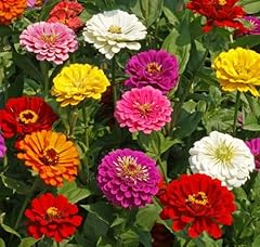 Zinnia california giant for sale  Delivered anywhere in USA 