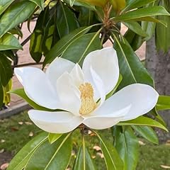 Pianta magnolia grandiflora usato  Spedito ovunque in Italia 