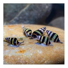 Aq4aquaristik raubschnecke cle gebraucht kaufen  Wird an jeden Ort in Deutschland