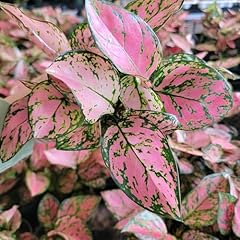 Aglaonema lady valentine for sale  Delivered anywhere in USA 