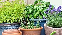 Miscuglio pianti repellenti usato  Spedito ovunque in Italia 