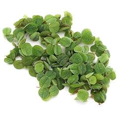Salvinia natans floating for sale  Delivered anywhere in UK
