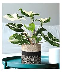 Baldur garten syngonium gebraucht kaufen  Wird an jeden Ort in Deutschland