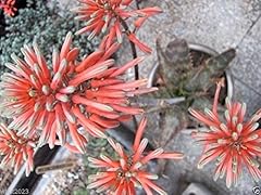 Aloe plant seeds for sale  Delivered anywhere in USA 