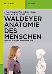 Waldeyer anatomie menschen gebraucht kaufen  Wird an jeden Ort in Deutschland