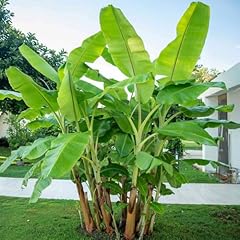 Basjoo banana tree for sale  Delivered anywhere in USA 