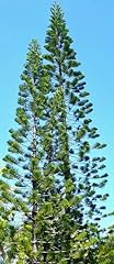 Graines araucaria columnaris d'occasion  Livré partout en Belgiqu