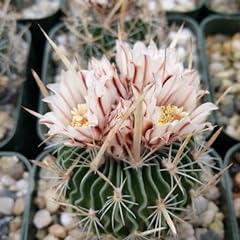 Echinofossulocactus palmillas  for sale  Delivered anywhere in USA 