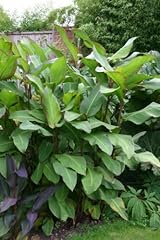 Canna musifolia grande for sale  Delivered anywhere in UK