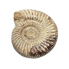 1pc polished raw for sale  Delivered anywhere in USA 