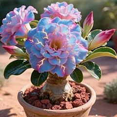 Ioupliukdf desert rose for sale  Delivered anywhere in UK