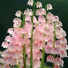 Lily valley bulbs for sale  Delivered anywhere in UK
