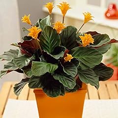 Calathea crocata houseplant for sale  Delivered anywhere in UK