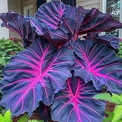 Beautiful giant garden for sale  Delivered anywhere in USA 