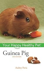 Guinea pig happy for sale  Delivered anywhere in USA 