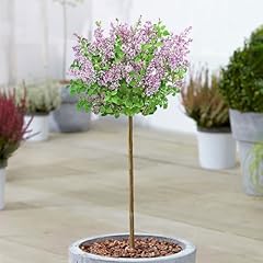 Syringa dark purple for sale  Delivered anywhere in UK