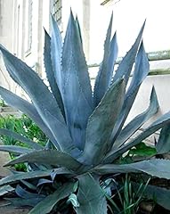 Agave americana blue for sale  Delivered anywhere in USA 