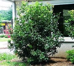 Brighter blooms fragrant for sale  Delivered anywhere in USA 