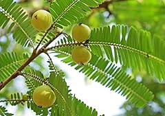 Generic 100pcs gooseberry for sale  Delivered anywhere in USA 