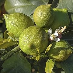 Garden large lime for sale  Delivered anywhere in UK