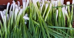 Fukagawa bunching onion for sale  Delivered anywhere in USA 