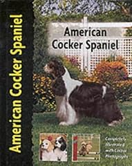 American cocker spaniel for sale  Delivered anywhere in UK