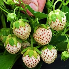 White carolina strawberry for sale  Delivered anywhere in USA 