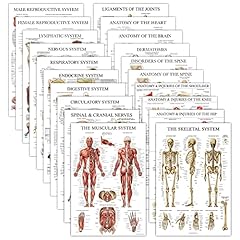 Pack anatomical posters for sale  Delivered anywhere in USA 