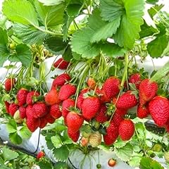 Fraisier monterey fraisiers d'occasion  Livré partout en France