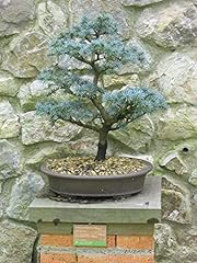 Atlas cedar bonsai for sale  Delivered anywhere in USA 